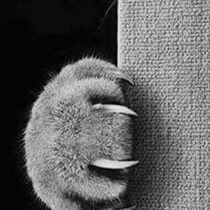 Meet your Posher, Alyeksandra